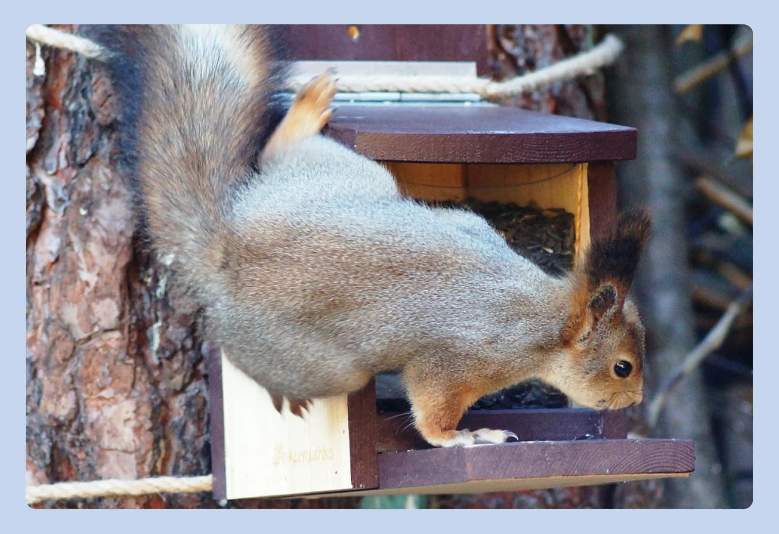 белка у кормушки