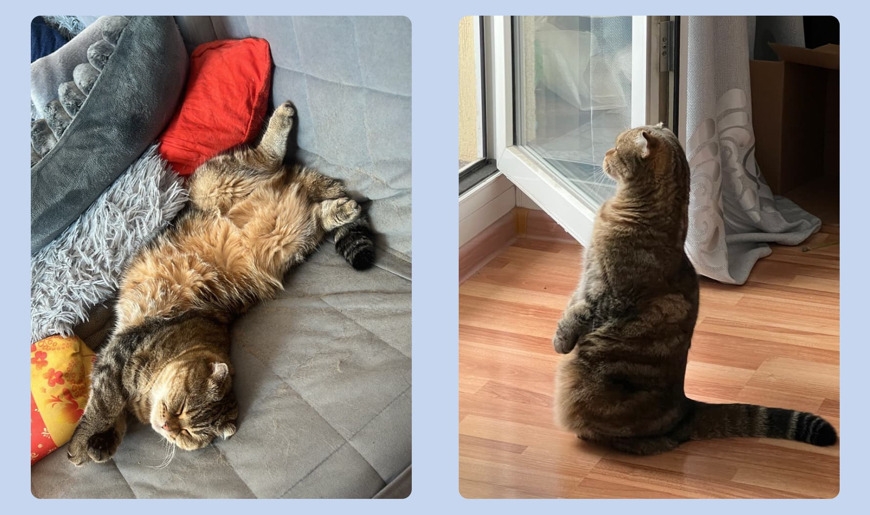 забавная кошка