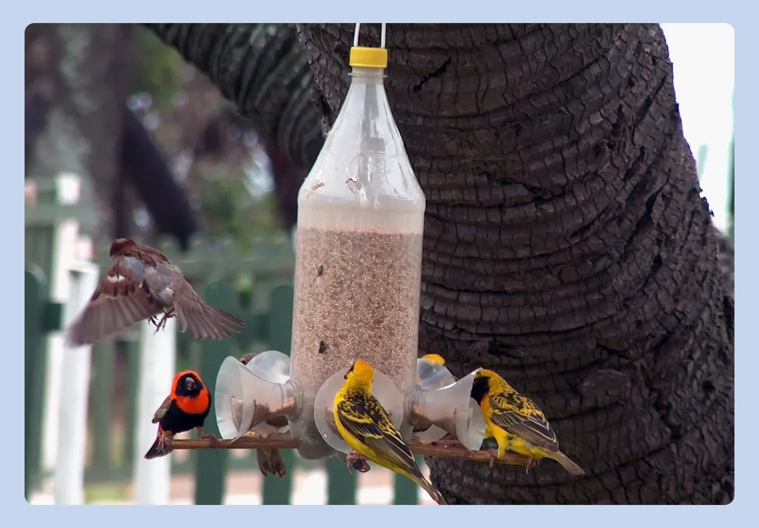 кормушка из бутылки несколько горлышек